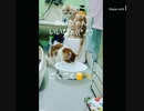お水を飲むメインクーンの赤ちゃんとそれを暖かく見守るスコティッシュホールドのお兄ちゃんねこ(=^ェ^=)