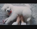 生きもの命 (白い犬)  ACジャパン・NHK共同キャンペーン 2019年度 15秒