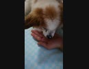 飼い主の手をペロペロするワンコ（パピヨン）1