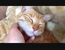 無限モフモフ