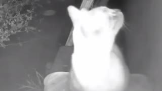 茶トラの目を盗み通うロミ男 2020-05-11