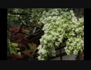 古資料　花ベスト３０　平成二十六年