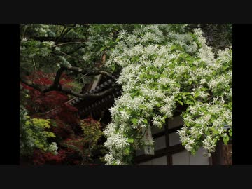 古資料　花ベスト３０　平成二十六年