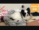 【マカロン日記】外から他の犬の声が聴こえる