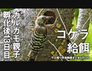 5月12日今日撮り野鳥動画まとめ　コゲラ給餌、カルガモ親子13日目など