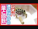 【7年飼育して気づいた】レオパのエサやり頻度について【重要です】