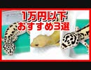 【レオパの相場が分かる】1万円以下で買えるおすすめレオパのモルフ３選