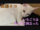 【閲覧注意】保護ネコいちごうは8ヶ月で旅立った