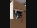 今日のネコ