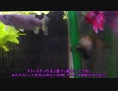 【水底計画】「シリーズ未完ＥＮＤ」【３分水槽】