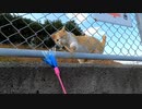 野良猫が猫じゃらしに警戒しながらも反応