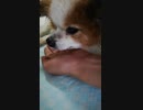 飼い主の手をペロペロするワンコ（パピヨン）2