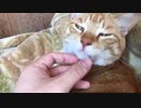 ペルシャ絨毯のような触り心地