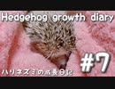 【ハリネズミの成長日記#7】新しい家族が増えました☆
