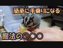 【参考動画】あることをするだけで手乗りモモンガに！？