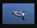 【音楽と動物】石神井公園に住まう生き物たち Vol.3