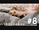 【ハリネズミの成長日記#8】もちこのオートミール風呂タイム☆