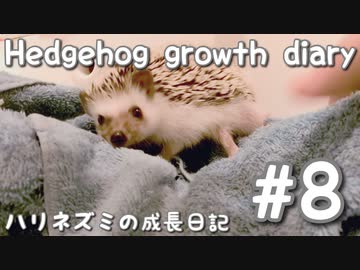 【ハリネズミの成長日記#8】もちこのオートミール風呂タイム☆
