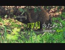 四月のたぬき