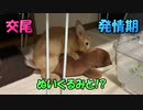 【交尾】発情したウサギがぬいぐるみ相手に♡♡♡