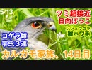 5月13日今日撮り野鳥動画まとめ　ツミ超接近、カルガモ親子14日目m、シジュウカラ雛ホワ毛、コゲラ芋虫給餌など