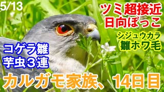 5月13日今日撮り野鳥動画まとめ　ツミ超接近、カルガモ親子14日目m、シジュウカラ雛ホワ毛、コゲラ芋虫給餌など