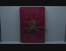 ［閲覧注意!!］再編集　アシダカグモ (ラオス産) にゴキブリを与えてみた。(Heteropoda sp.)