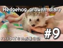 【ハリネズミの成長日記#9】臆病で怒るハリネズミのきなこ☆