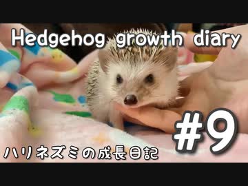 【ハリネズミの成長日記#9】臆病で怒るハリネズミのきなこ☆