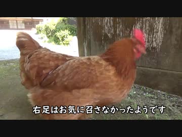 人気の にわとり 動画 850本 7 ニコニコ動画