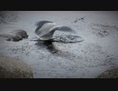ある日の桜島（その２１０）＜お食事タイムのアオサギさんと桜島＞