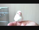爬虫類飼育者に飼われてしまった文鳥の末路
