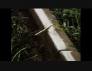 鉄路の詩 -別府鉄道-