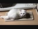 我が家の保護猫が爪研ぎ（またたび）に興奮する