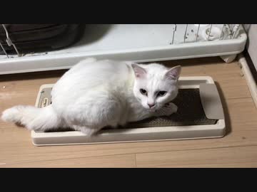 我が家の保護猫が爪研ぎ（またたび）に興奮する