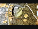 【作業用BGM】コゲラ雛ロング動画