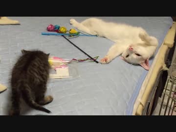 ウチューネコ義兄弟、血よりも濃い絆を見せつける