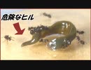 アリに「塩」をまぶしてヒルに特攻させたら・・・。