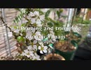 【小さな国の小さな趣味】#2 雪柳の剪定と整枝【The minimum plants】