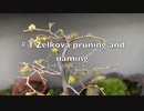 【小さな国の小さな趣味】#3 ケヤキの剪定と命名【The minimum plants】