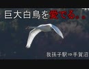 手賀沼で巨大白鳥を愛でる。。