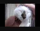 モフられに来た妹猫をモフる