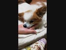 飼い主の手をアゴ枕にするワンコ（パピヨン）3
