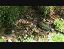 river wave1