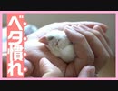 【ベタ慣れ】文鳥を飼ってみた【癒し】