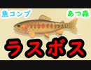 【あつ森】ゴールデントラウトって知ってるか？【魚コンプ】