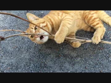 キレたバターナイフ猫、まさかのニワトリ化を見せる