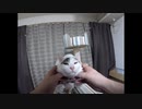 アンニュイな午後にまったりする猫