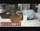 【うさぎ動画】トイレ中に圧をかけるうさぎ