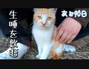 いじめっ子、天敵現る【野良猫の保護まであと90日】